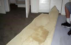 pet decontamination Sarnia